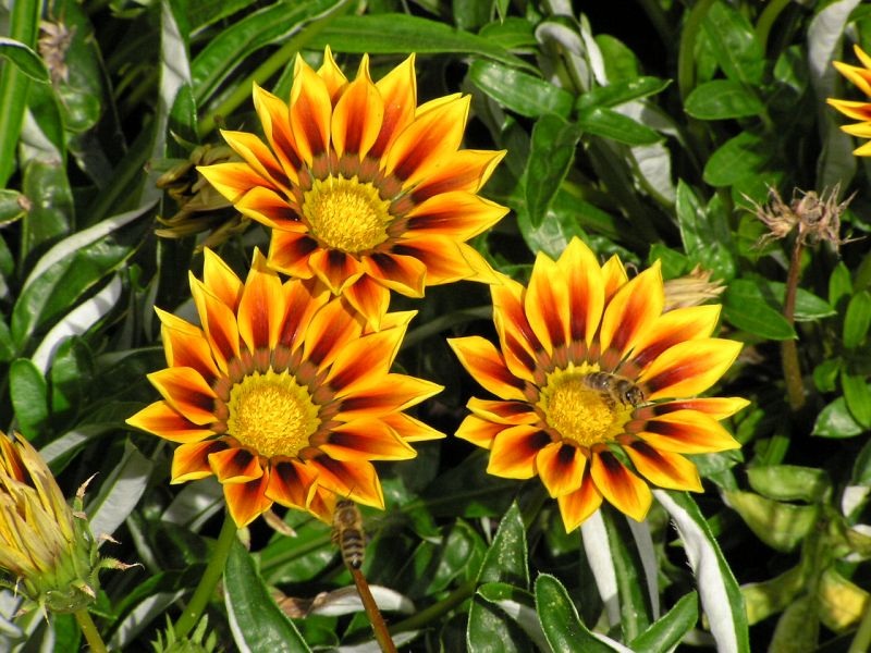 Gazania rigens