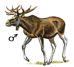 põder - Eesti Entsüklopeedia